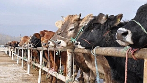 Baskül fiyatları belirlendi