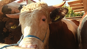 İstanbul'a kurban sevkiyatı