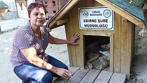 Köpeğe inanılmaz işkence
