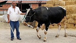 Kurbanlık "pehlivanlar"