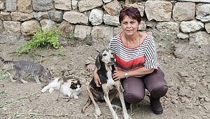 "Sıcaklarda sokak hayvanlarını unutmayalım"