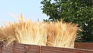 Süpürge telinde ilk mahsül