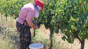 Üzüm hasadı başladı