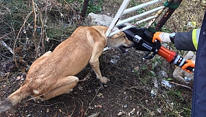 BAHÇE KAPISINA SIKIŞAN KÖPEK KURTARILDI