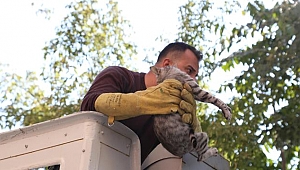 İTFAİYEDEN KEDİ KURTARMA OPERASYONU