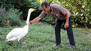 YARALI BULDUĞU KUĞU 33 YILDIR CAN YOLDAŞI OLDU