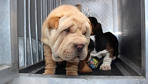 PAZAR ÇANTASINDAN KÖPEK ÇIKTI
