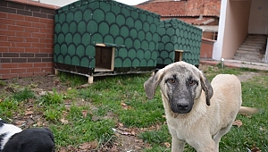 SOKAK KÖPEKLERİ İÇİN SOKAKLARA BARINAK KONDU