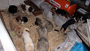 KÖPEKLERE "YEDİEMİNLİK" YAPIYOR