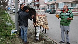 Ayağı kırılan atı iyileştirmek için seferber oldular