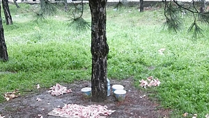 SALDIRGAN “KÖPEK” TARTIŞMASI