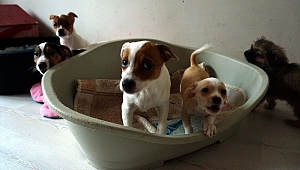 Yurda kaçak getirilen köpekler açık artırmayla satılacak