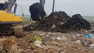 500 KÖPEK İDDİASI ASILSIZ ÇIKTI