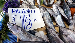 Palamut bolluğu fiyatlara yansıdı