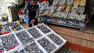 HAMSİ BOLLUĞU FİYATLARA YANSIDI