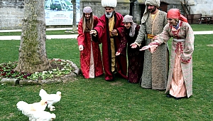 SULTAN TAVUKLARI İLGİ ODAĞI