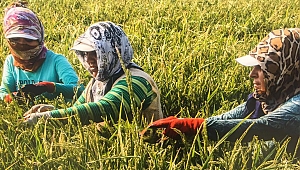 TARIM KESİMİNDE MAĞDUR KADINLAR