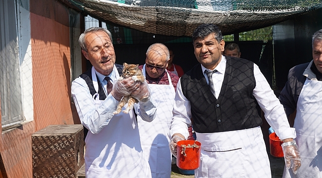 KEDİLER BAYRAM YAPTI