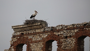 UZUN GAGALI SEVİMLİ MİSAFİRLER