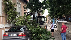 KÖKÜ ÇÜRÜYEN CEVİZ AĞACI OTOMOBİLİN ÜZERİNE DEVRİLDİ