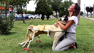 YÜRÜYEMEYEN KÖPEĞE PLASTİK BORULARLA YÜRÜTEÇ YAPTI