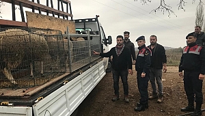 ÇALDIKLARI KOYUNLARI OTO YIKAMACIDA KESMİŞLER 