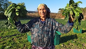 ISPANAK YİYEREK TEPKİ GÖSTERDİLER 