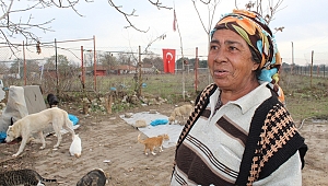 50’YE YAKIN SOKAK HAYVANIYLA YAŞIYOR 