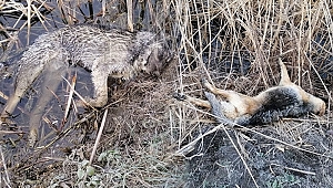 KÖPEKLERİ KATLETTİLER 