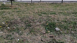 Edirne'de bir kedi yakılarak öldürüldü 