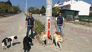Enez'de sokak hayvanları düzenli olarak besleniyor 
