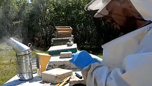 KORONAVİRÜSE KARŞI PROPOLİS 