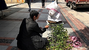 SARAÇLARDA ARI PANİĞİ 