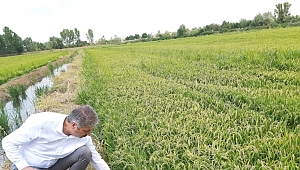 ÇELTİKTE GELİŞİM İYİ