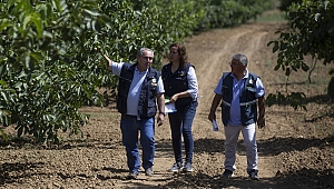 Orman köylüleri ceviz ve badem ağaçlarından 435 milyon lira gelir bekliyor 