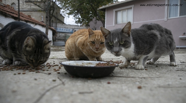VEFAT EDEN ANNESİNDEN KALAN SOKAK KEDİLERİNE SAHİP ÇIKTI