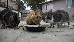 VEFAT EDEN ANNESİNDEN KALAN SOKAK KEDİLERİNE SAHİP ÇIKTI