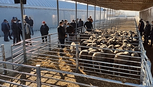 EDİRNELİ ÜRECİYE 78 DAMIZLIK KOÇ DAĞITILDI