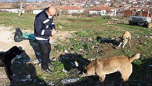 SOKAK HAYVANLARINI BESLEDİLER 