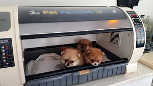 KÖPEKLERİN 4'Ü KUVÖZDE TEDAVİ EDİLİYOR