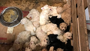 ÇANTA İÇERİSİNDE 23 KÖPEK