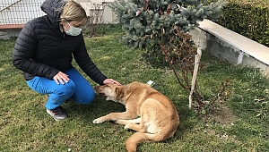 TEDAVİ ALTINA ALINDI