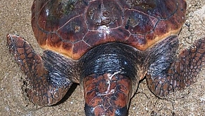 CARETTA CARETTA TEDAVİ ALTINA ALINDI 