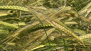 BİR ARPA ÇEŞİDİ DAHA GELİŞTİRİLDİ