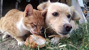 KEDİ VE KÖPEĞİN BİTMEYEN DOSTLUĞU