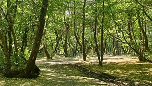 ORMANLARA GİRİŞ YASAĞI UZATILDI 