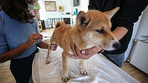 MERİÇ NEHRİNDE BOTTA ELE GEÇİRİLEN KÖPEKLERİN TEDAVİSİ SÜRÜYOR 