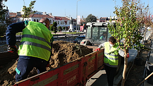TALATPAŞA ASFALTINA SÜS OYA AĞACI