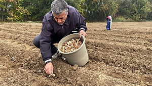 BUĞDAYDAN 30 KAT FAZLA KAZANDIRIYOR