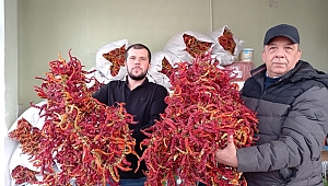 KARAAĞAÇ KURU BİBERİ 200 LİRADAN ALICI BULUYOR